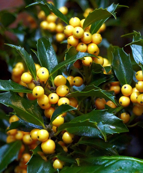 Ilex Mesaerve Golden Girl 80 100 C10 J rnek Spakarps Plantskola Ilex Mesaerve Golden Girl 80 100 C10 J rnek Spakarps Plantskola