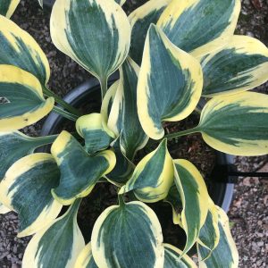 Hosta First Frost p13 Blåfunkia