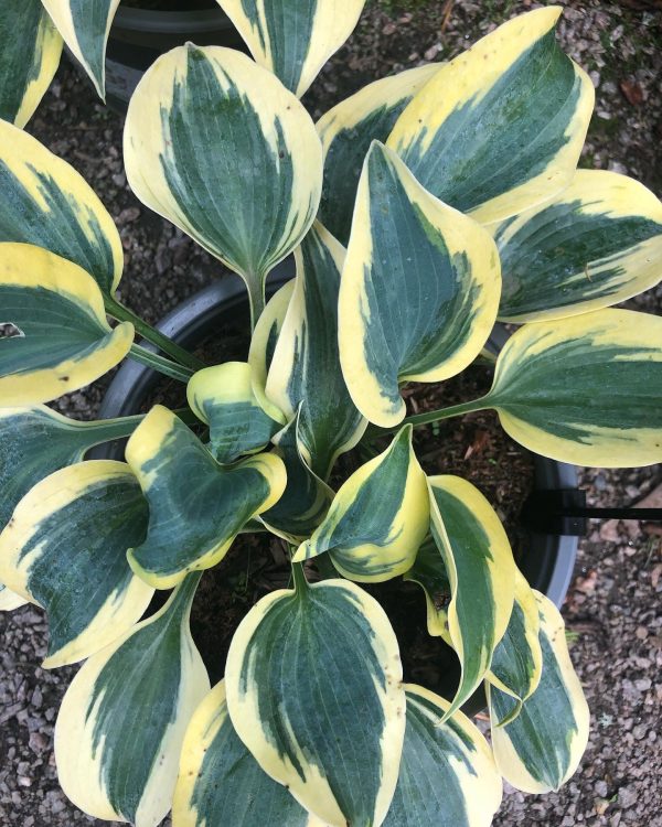 Hosta First Frost p13 Blåfunkia