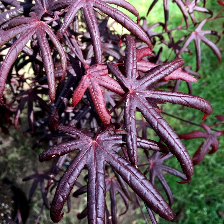 Acer Palm.Starfish 80-100 co Japansk Lönn - Spakarps plantskola