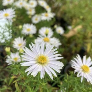 Symophyotrichum dumosus Apollo p9 Oktoberaster