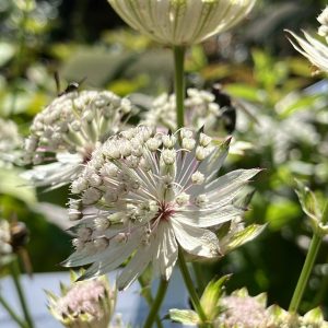 Astrantia involucrata Shaggy p9 Stjärnflocka