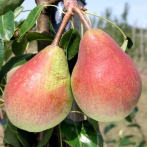 Pyrus Carola akval päron