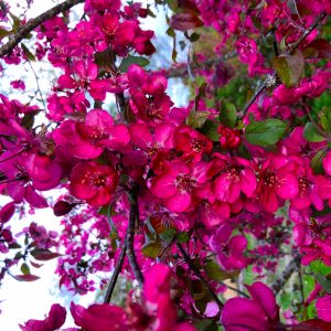 Malus Coccinella spö 150-175 co Prydnadsapel