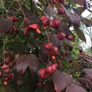 Euonymus planipes 30-40 c3 Körsbärsbenved