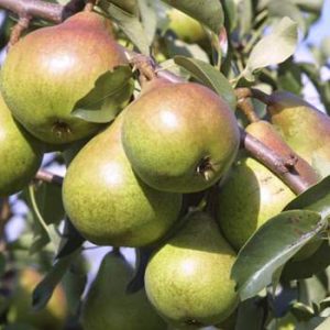 Pyrus Forssin akval. Päron