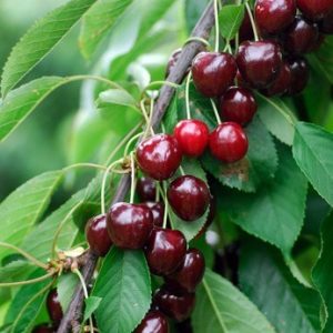 Prunus Gårdebo Sötkörsbär 2 års träd