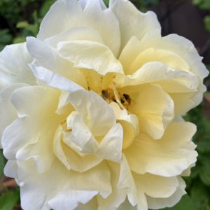 Rosa rugosa Gelbe Hastrup c5 Rugosaros