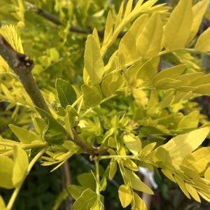 Gleditsia tria. Spectrum 200-250 co Gulbladigt korstörne