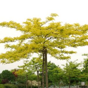 Gleditzia triacanthos Sunburst stam 180 co Gulbladigt korstörne