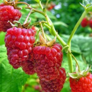 Rubus Glen Ample c2 Trädgårdshallon