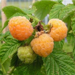 Rubus Golden Queen c2 Trädgårdshallon