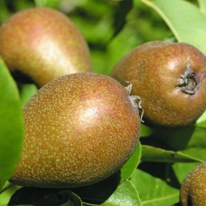 Pyrus Gråpäron akval.