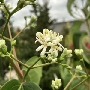 Heptacodium miconioides 80-100 c7,5 Jasmintry