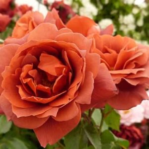 Rosa Hot Chocolate c5 Rabattros
