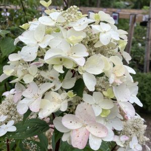 Hydrangea pan. Wims Red 40-50 c3,5 Vipphortensia