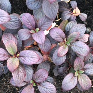 Hydrangea pan. Little Quick fire c2 Vipphortensia