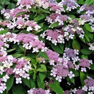 Hydrangea serrata Rosalba c3,5 Purpurhortensia