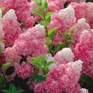 Hydrangea paniculata Vanilla Fraise stam 90 Vipphortensia