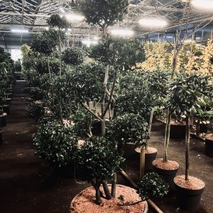 Ilex mes. Heckenblau Bonsai 125-150