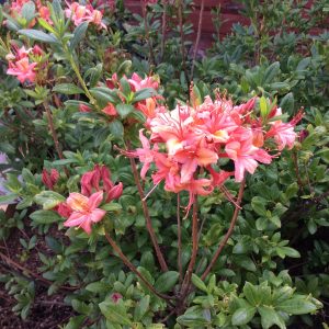 Rhododendron viscosa Framingham 50-60co Klippazalea