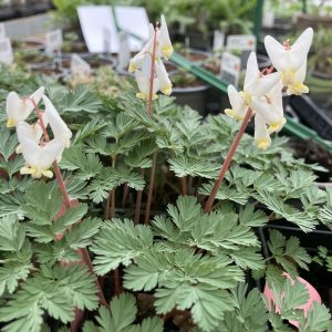 DICENTRA cucullaria p9 Sjömanshjärta
