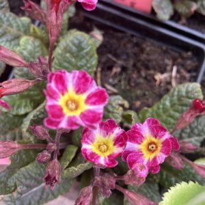 PRIMULA elatior (polyantha)  ́Dark Rosaleen ́ p9 Trädgårdsvi