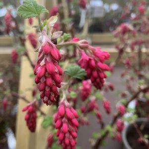 Ribes sanguineum Koja Rosenrips c5