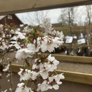 Prunus nipponica var. Kuriliensis Brilliant 60-80 co Kurilerkör