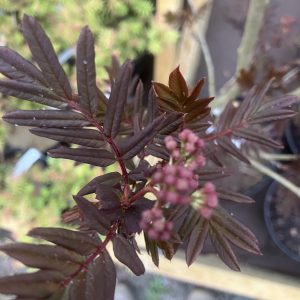 Sorbus gracilis 80-100 co Fingrenig Rönn