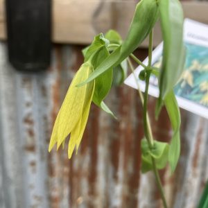 Uvalaria grandiflora p9 Sorgklocka