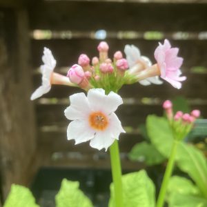 Primula Japonica Apple Blossom p9 Japansk Viva