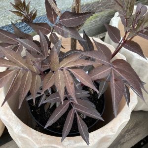 Sambucus nigra Milk Chocolate c7 Fläder