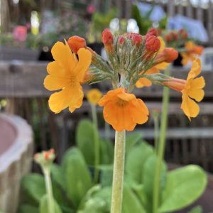 PRIMULA bulleyana p15 Gul Kandelaberviva