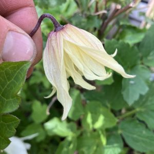 Clematis koreana Amber c2 Koreansk Klematis