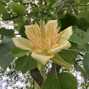 Liriodendron tulipifera SOL Tulpanträd