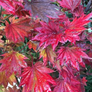 Acer shirasawanum Autumn Moon 50-60 c6 Shirasawalönn