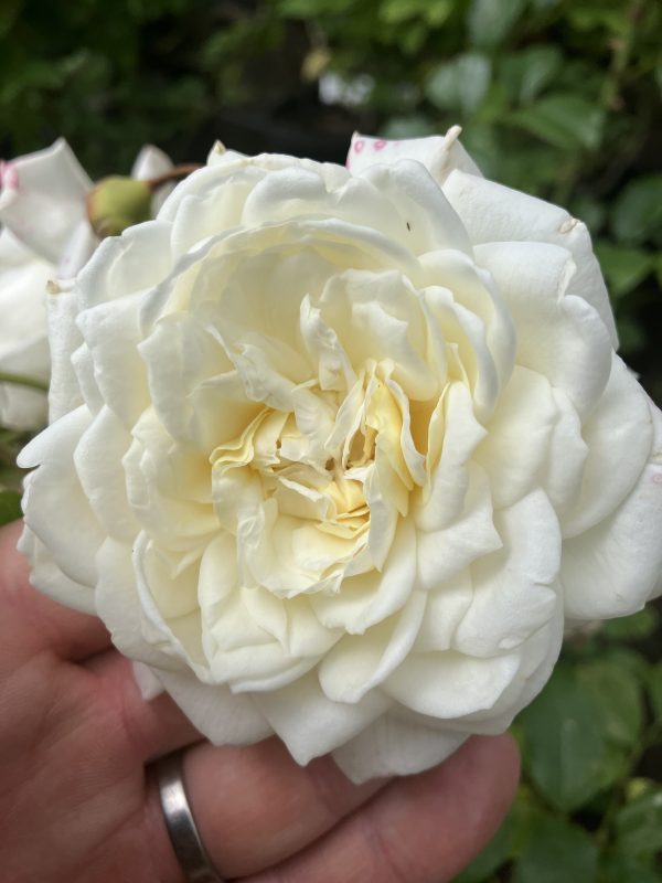 Rosa Alaska c5 Klätterros