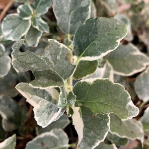 Hydrangea petiolaris Silver Lining Vitbrokig Klätterhortensia 80-100 c7