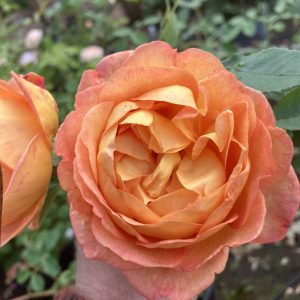 Rosa Lady of Shalott c5 Austinros