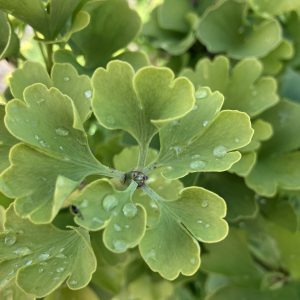 Ginkgo biloba SImon 70-80 c15 Ginkgo