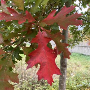 Quercus palustris 175-200 co Kärrek