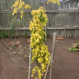 Fagus sylvatica Aurea Pendula 60-80 Hängguldbok