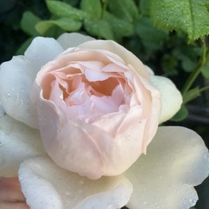 Rosa Wollerton old Hall c5 Austinros
