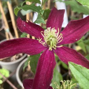 Clematis Glorius red c2 Viticellaklematis