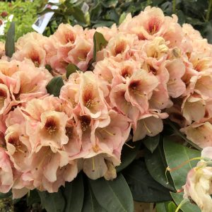 Rhododendron Viscy III 30-40co