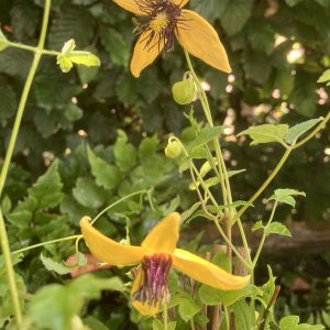 Clematis Orange Peel c2 Tanguticaklematis