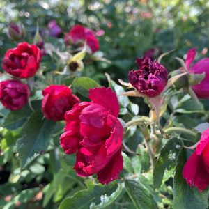 Rosa rugosa Signe Relander c5 Nejlikeros