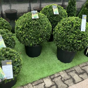 Taxus x farmen 30+ klot. Klotidegran