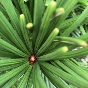 Scadiopitys verticilliata Piccola 30-40 Solfjäderstall